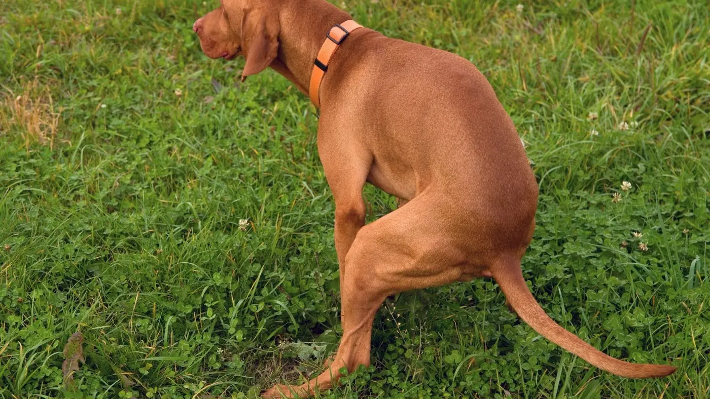 Dog Poop Removal in Palmdale CA