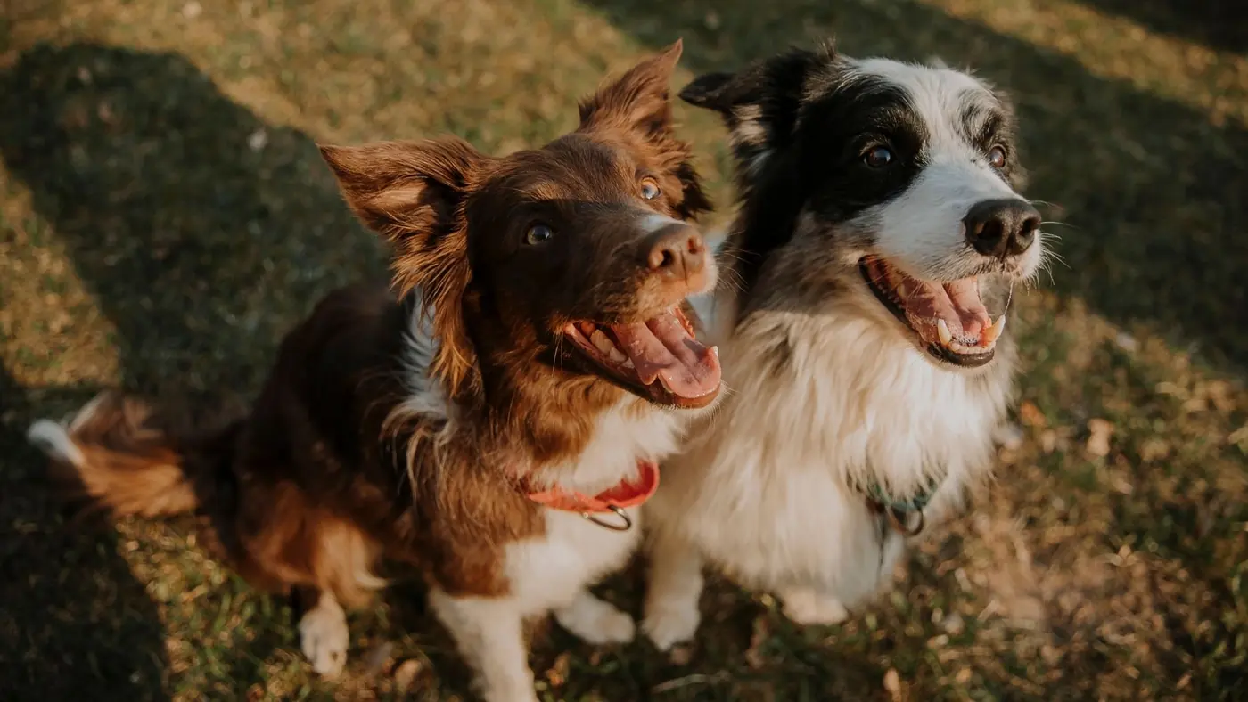 Pet waste management company in Palmdale CA