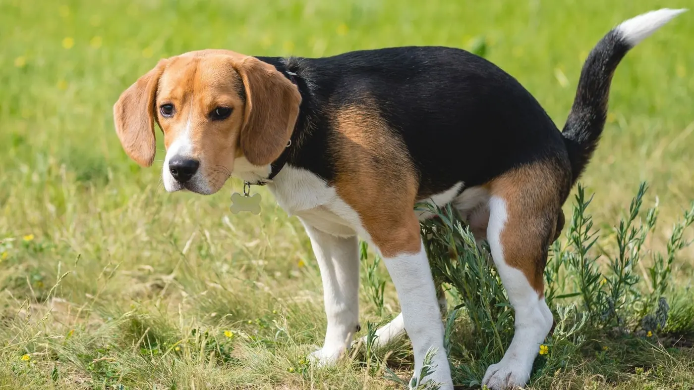 Pet Waste Removal in Palmdale CA