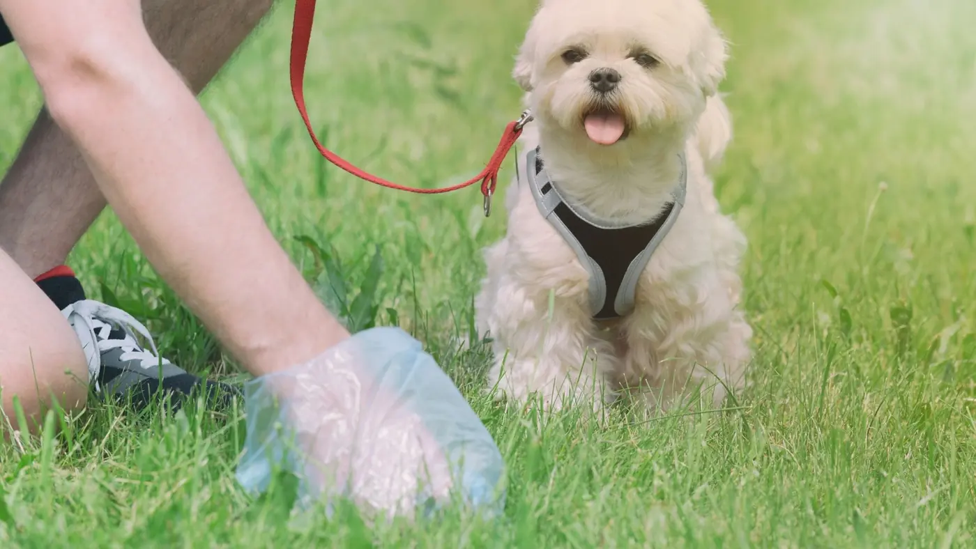 Weekly Dog Waste Service in Palmdale CA